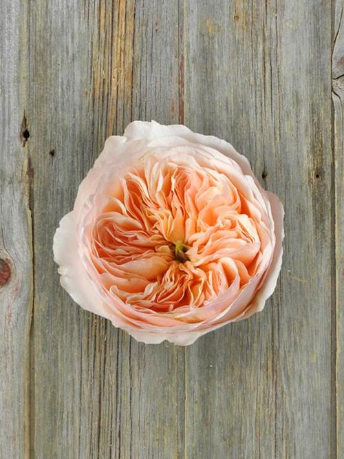 JULIET  DAVID AUSTIN PEACH GARDEN ROSES